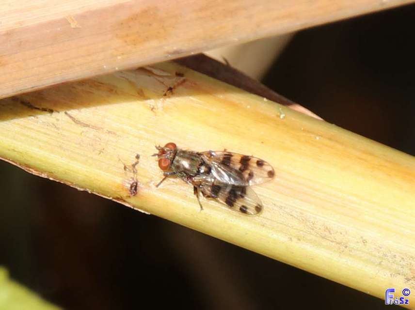 Ceroxys hortulana - kerti foltoslégy