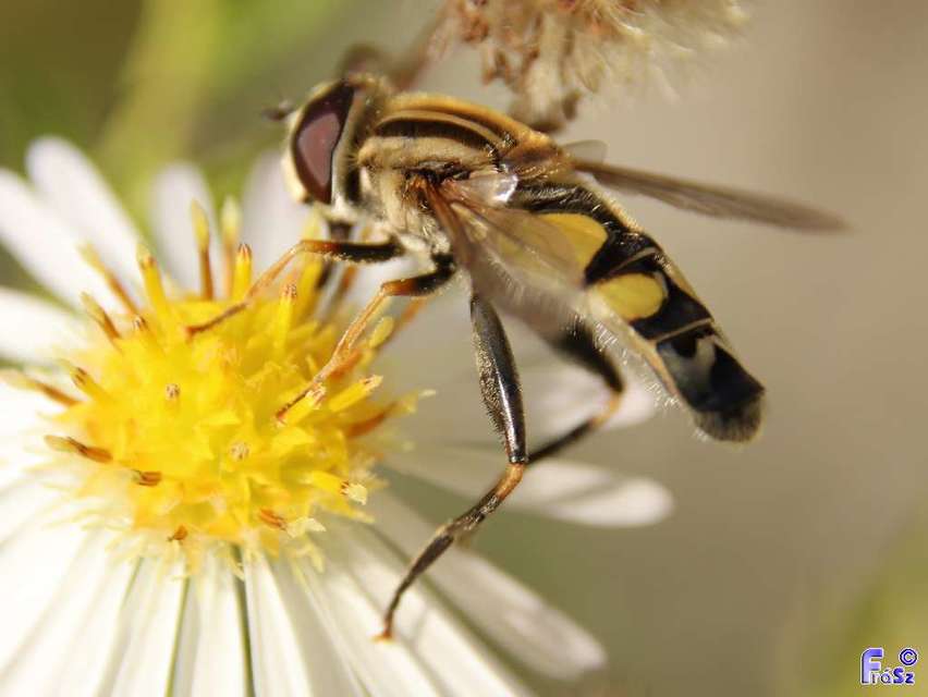 Helophilus trivittatus - nagy mocsárilégy