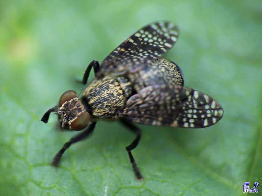 Platystoma