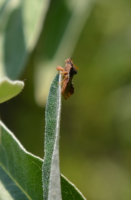 Phymata crassipes - fogólábú poloska