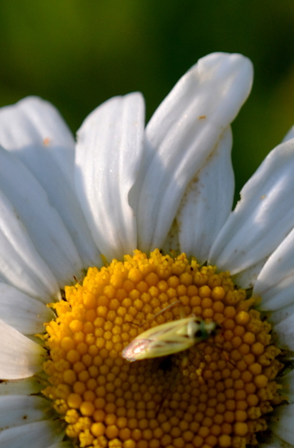 Stenotus binotatus - kétfoltos mezeipoloska