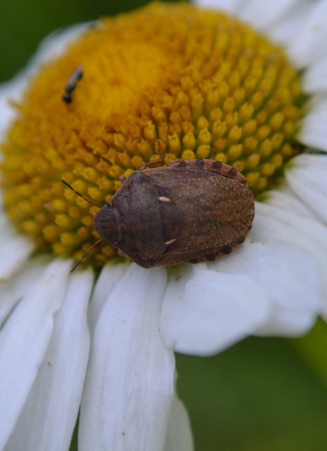 Eurygaster