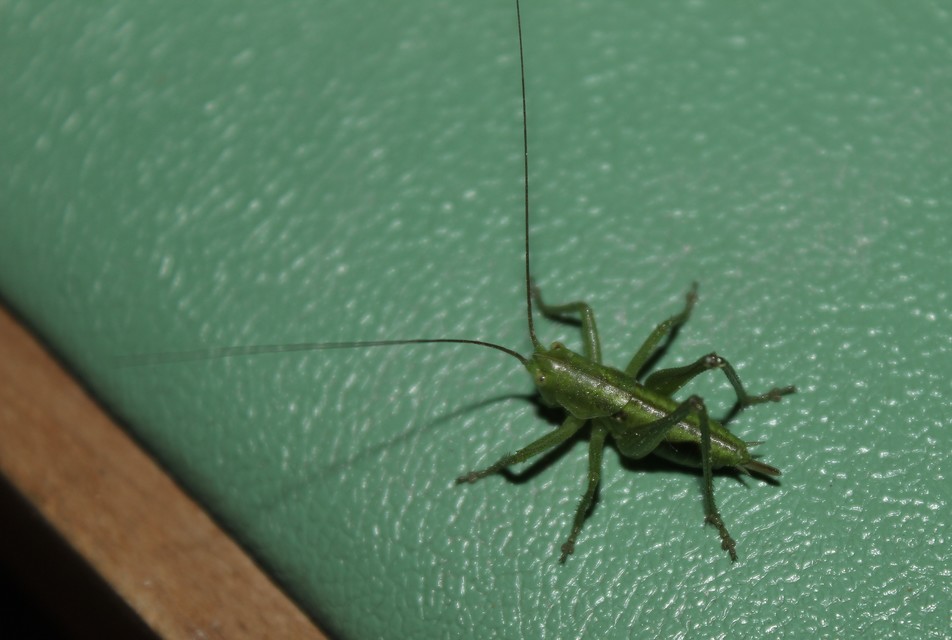 Tettigonia