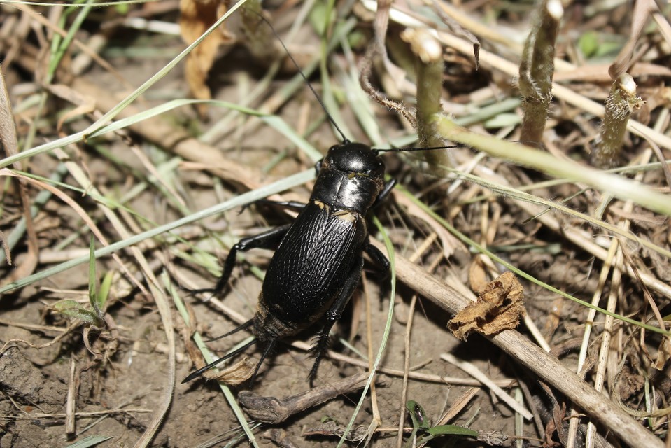 Gryllus campestris - mezei tücsök