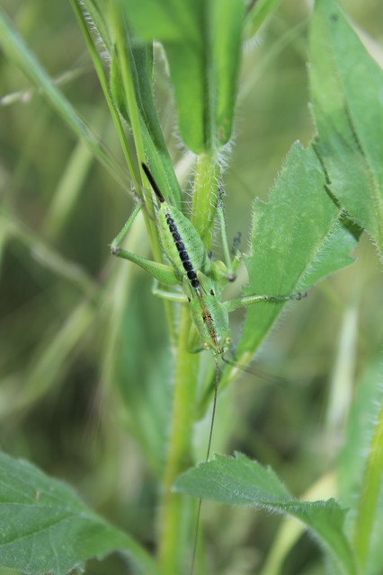 Tettigonia