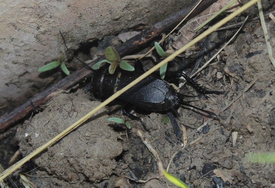 Gryllus campestris - mezei tücsök
