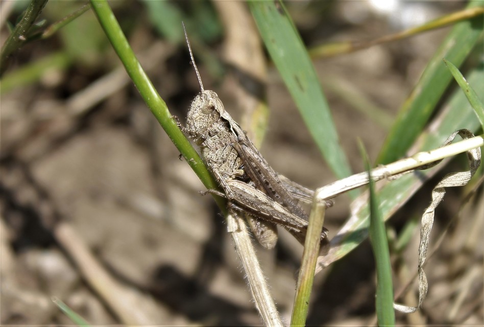 Chorthippus brunneus - közönséges tarlósáska