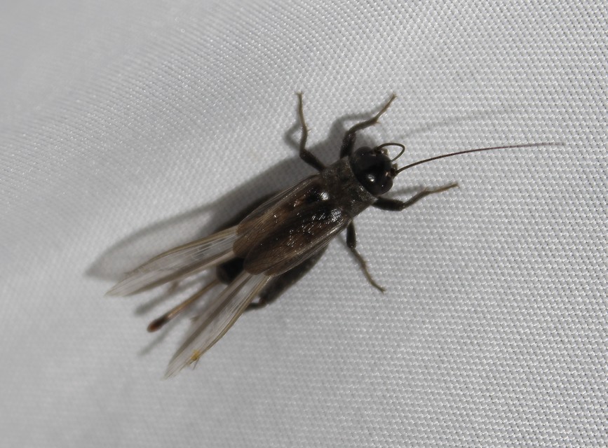 Eumodicogryllus bordigalensis - bordói tücsök