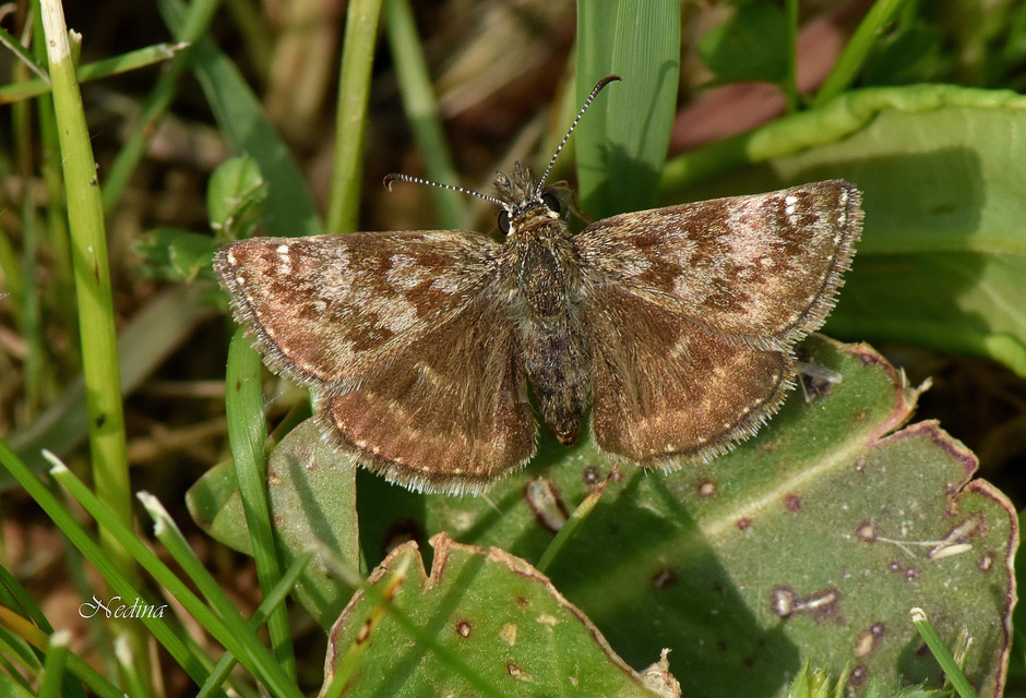 Erynnis tages - cigánylepke
