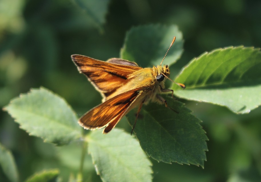 Ochlodes sylvanus - erdei busalepke