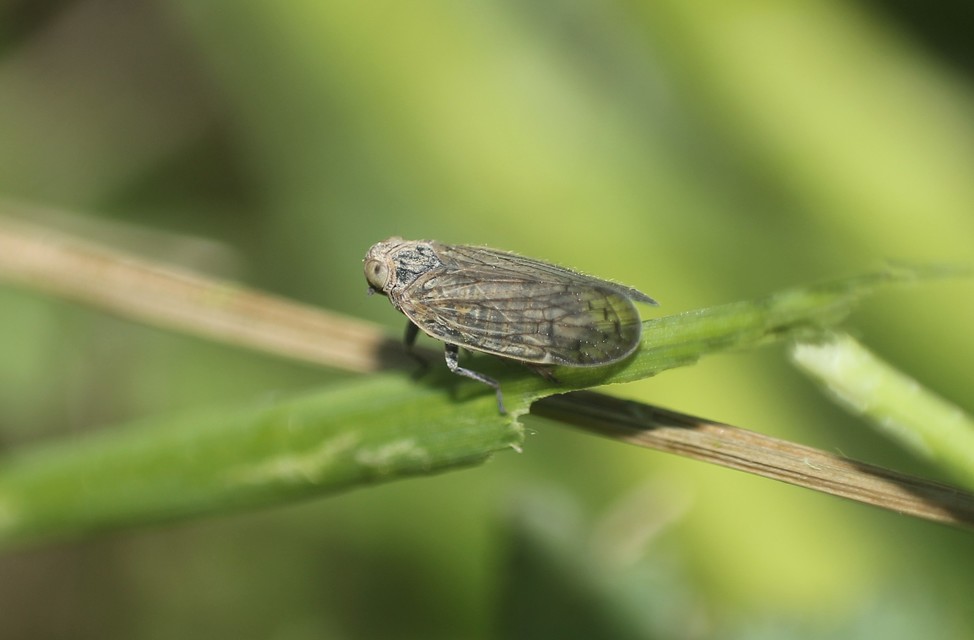 Cixiidae - recéskabócák