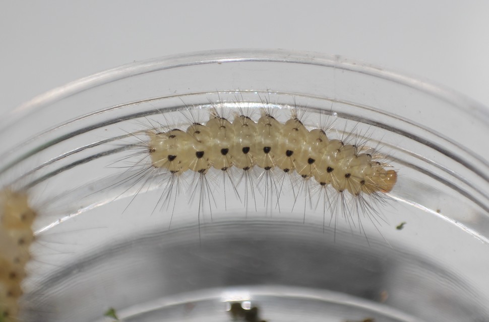 Diaphora mendica - felemás medvelepke