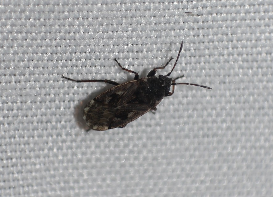 Sphragisticus nebulosus - foltos bodobács