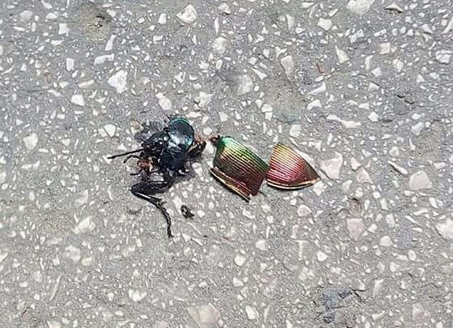 Calosoma sycophanta - aranyos bábrabló