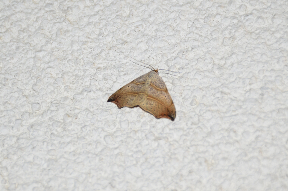 Laspeyria flexula - zuzmóbagoly