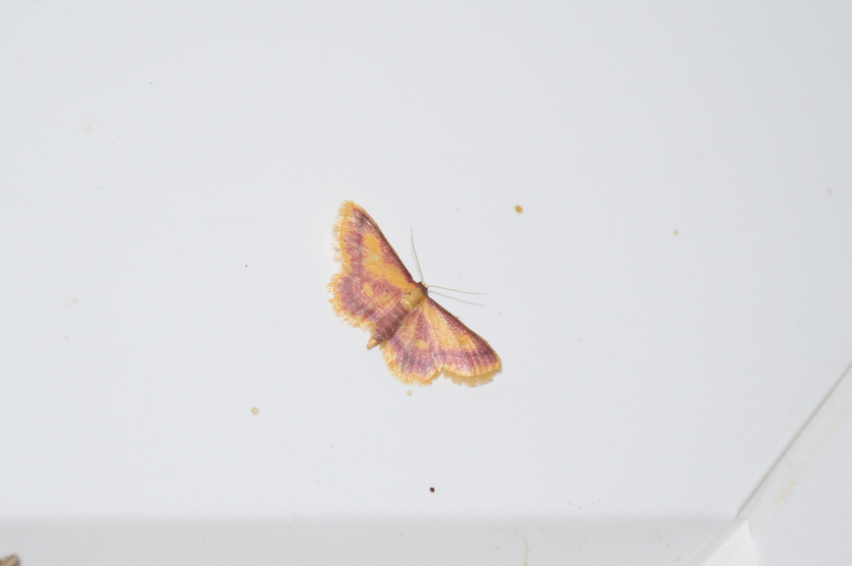 Idaea muricata - mocsári pirosaraszoló