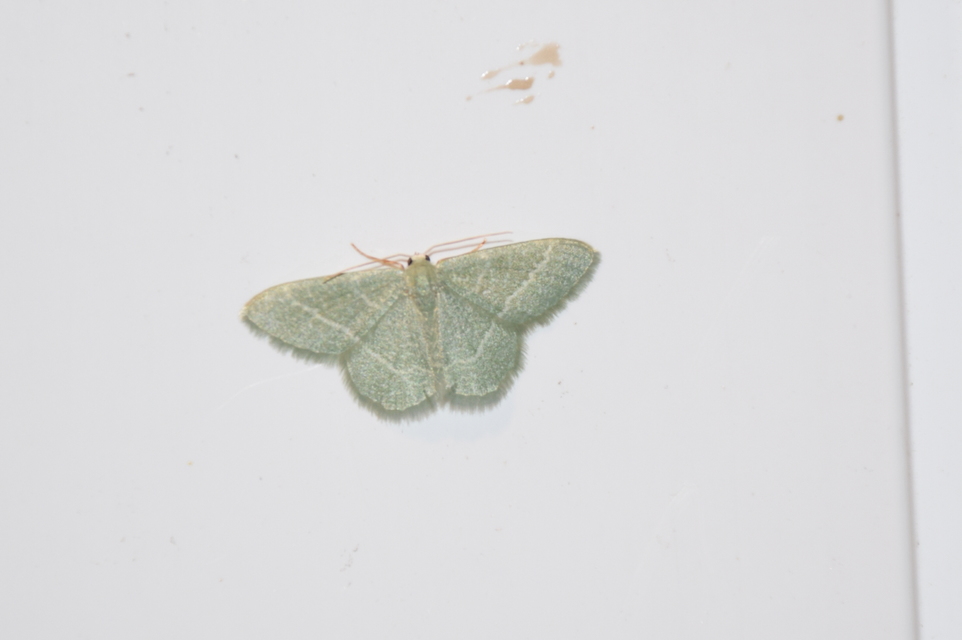 Phaiogramma etruscaria - fehérpettyes zöldaraszoló
