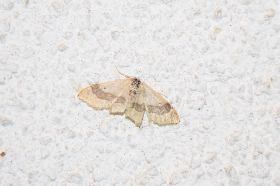 Idaea aversata - nagy sávosaraszoló