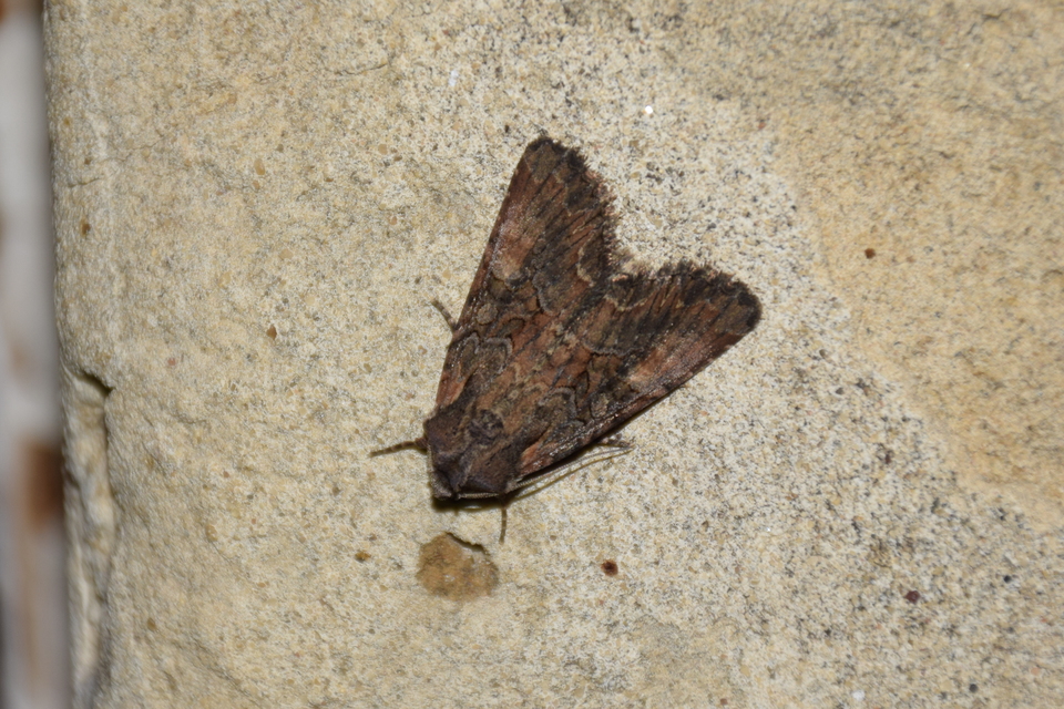 Lacanobia amurensis - homoki kertibagoly