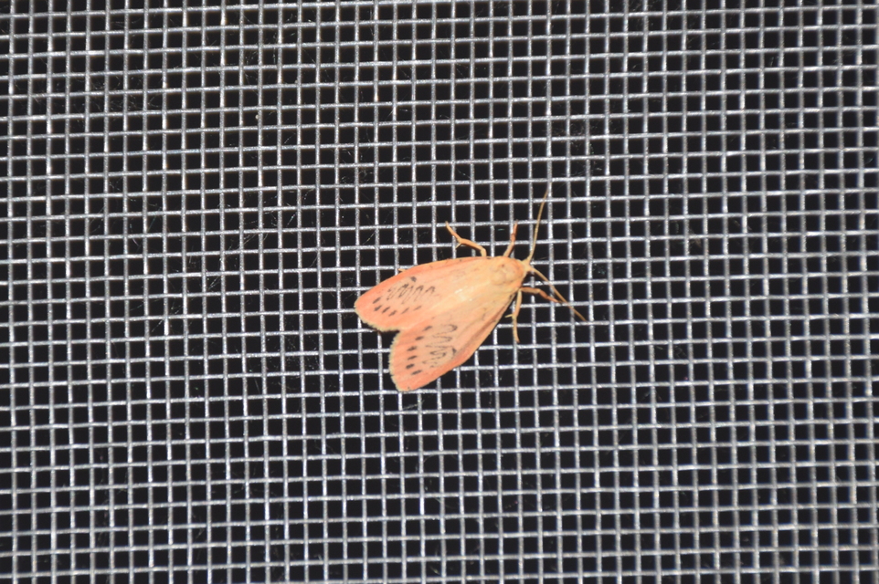 Miltochrista miniata - piros medvelepke