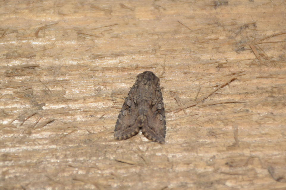 Apterogenum ypsillon - ipszilon-erdeibagoly