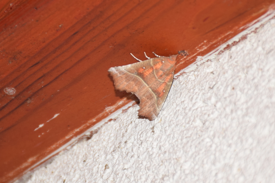 Scoliopteryx libatrix - vörös csipkésbagoly