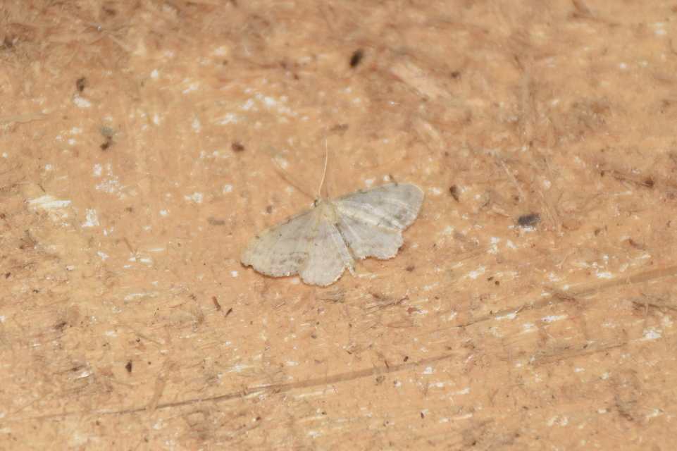 Idaea dimidiata - gyakori apróaraszoló