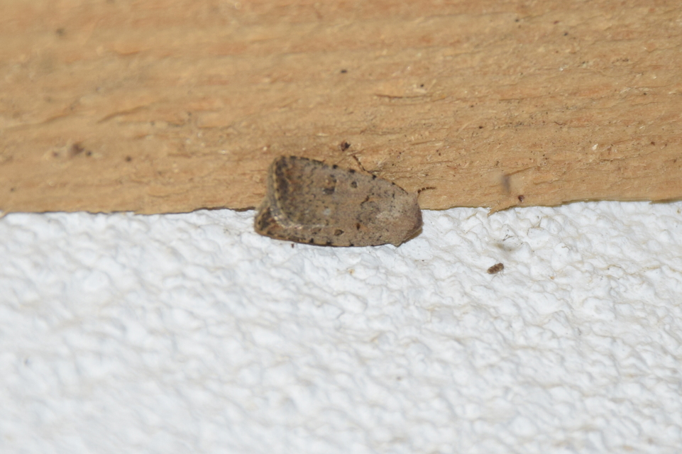 Paradrina clavipalpis - közönséges selymesbagoly