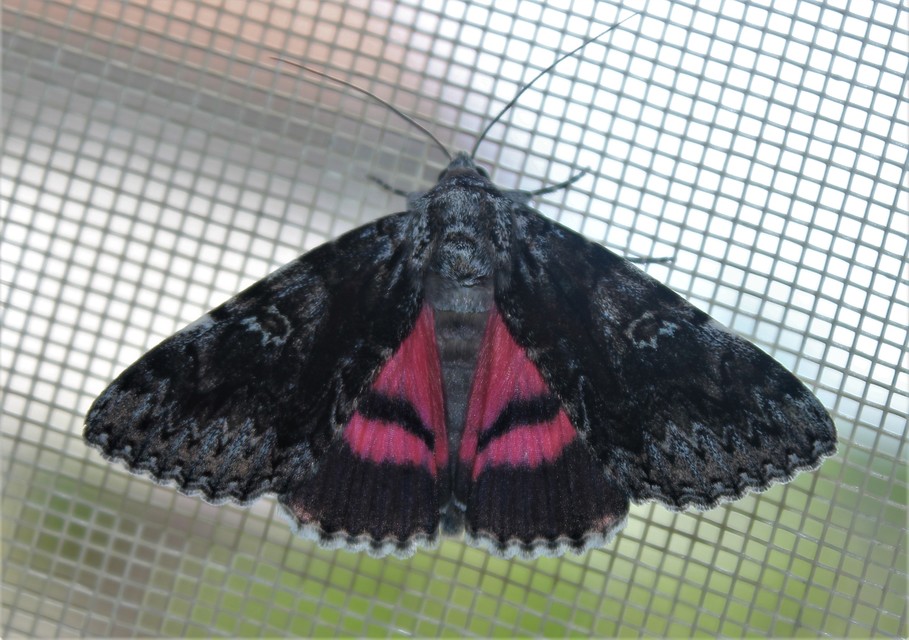 Catocala promissa - kis tölgyfa-övesbagoly