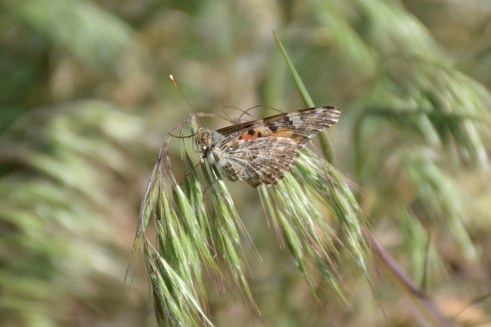 Vanessa cardui - bogáncslepke