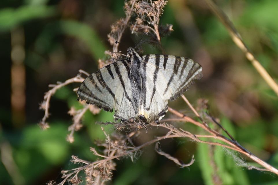 Iphiclides podalirius - kardoslepke