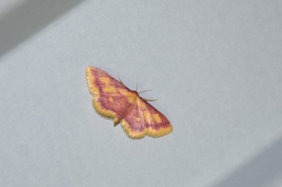 Idaea muricata - mocsári pirosaraszoló