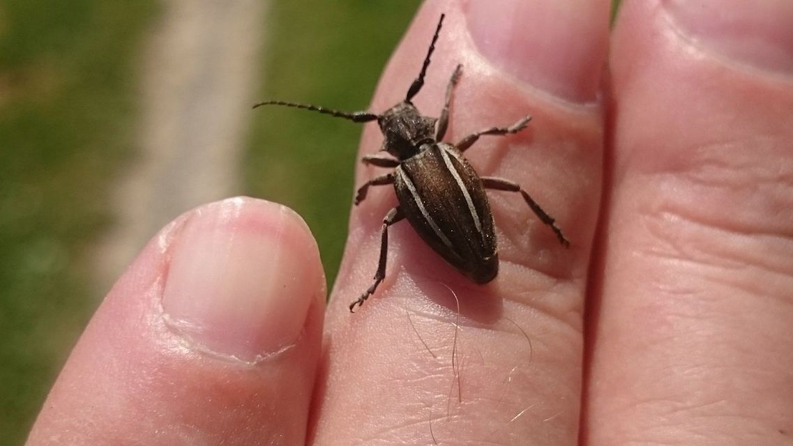 Neodorcadion bilineatum - kétsávos földicincér