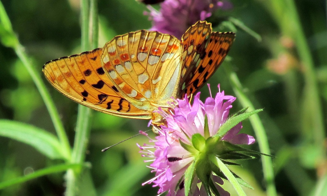 Argynnis adippe - ezüstös gyöngyházlepke
