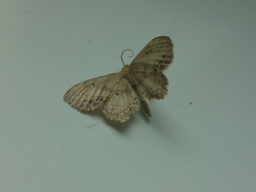 Idaea dimidiata - gyakori apróaraszoló