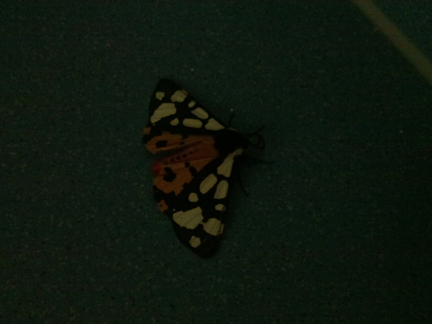Arctia villica - fekete medvelepke