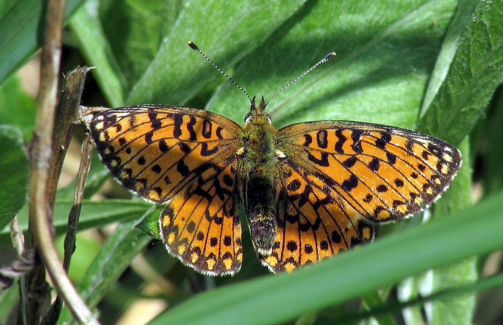 Boloria selene - fakó gyöngyházlepke