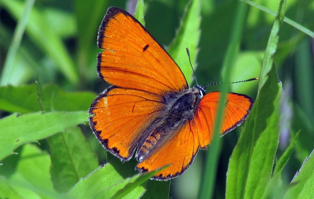 Lycaena dispar rutilus - nagy tűzlepke