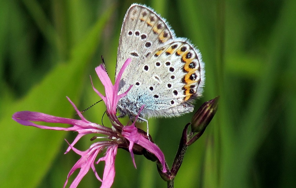 Plebejus argus - ezüstös boglárka