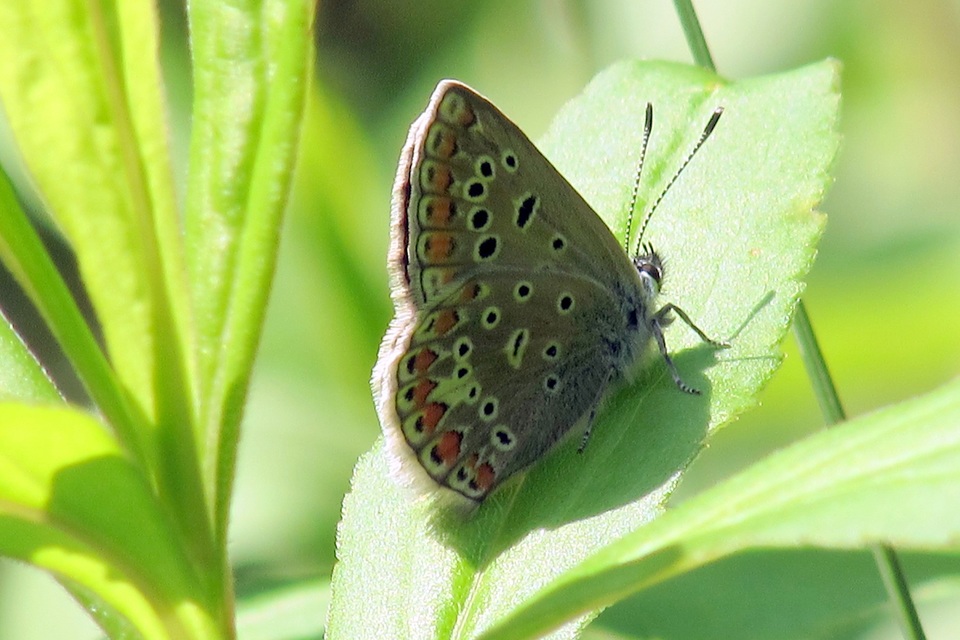 Polyommatus icarus - közönséges boglárka