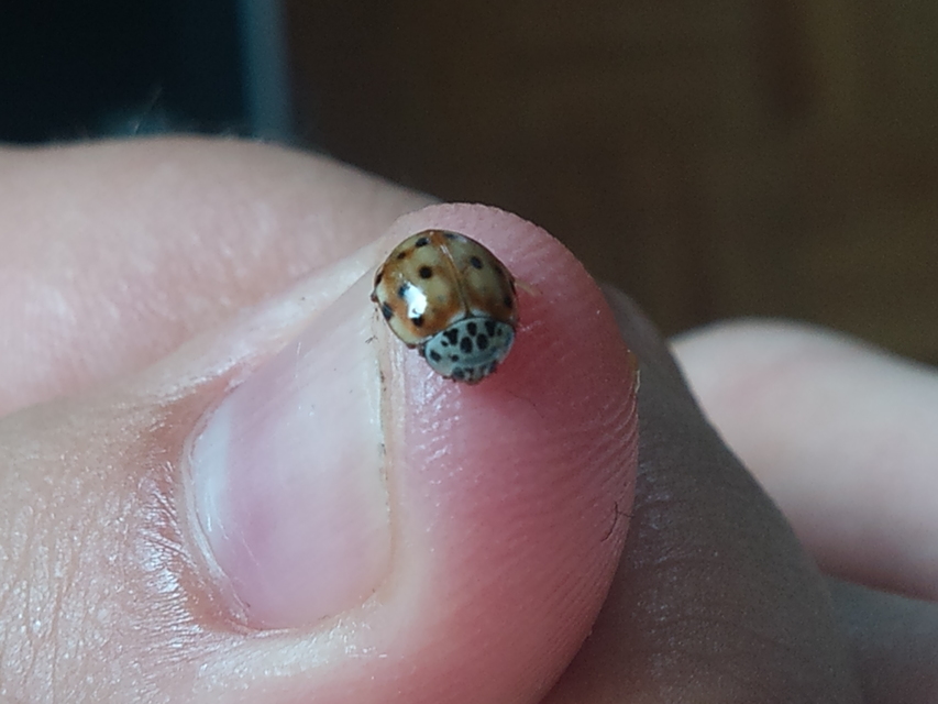 Harmonia quadripunctata - négypettyes katica