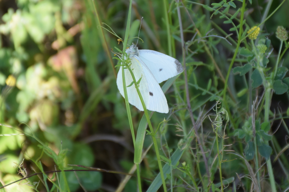Pieris rapae - répalepke