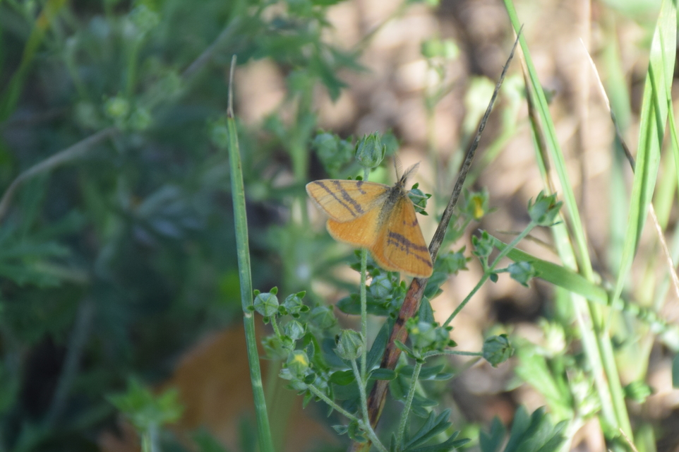 Lythria cruentaria - bíborcsíkos araszoló