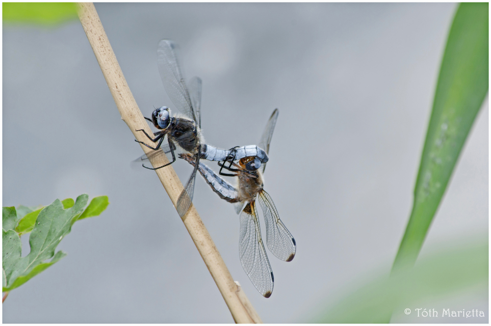 Libellula fulva - kisfoltos laposacsa