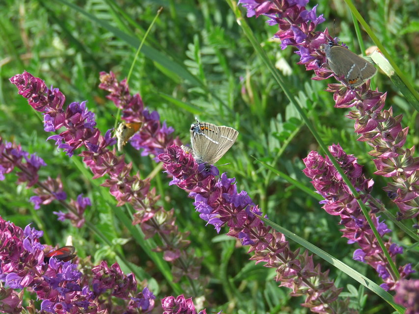 Satyrium spini - kökény-csücsköslepke