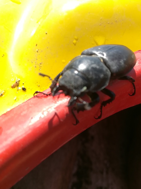 Lucanus cervus - nagy szarvasbogár