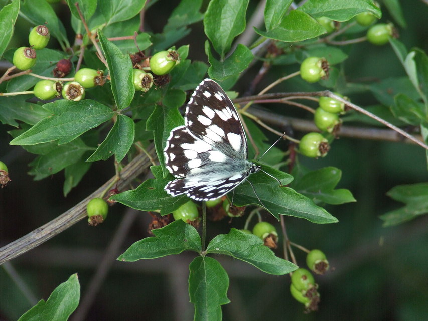 Melanargia galathea - sakktáblalepke