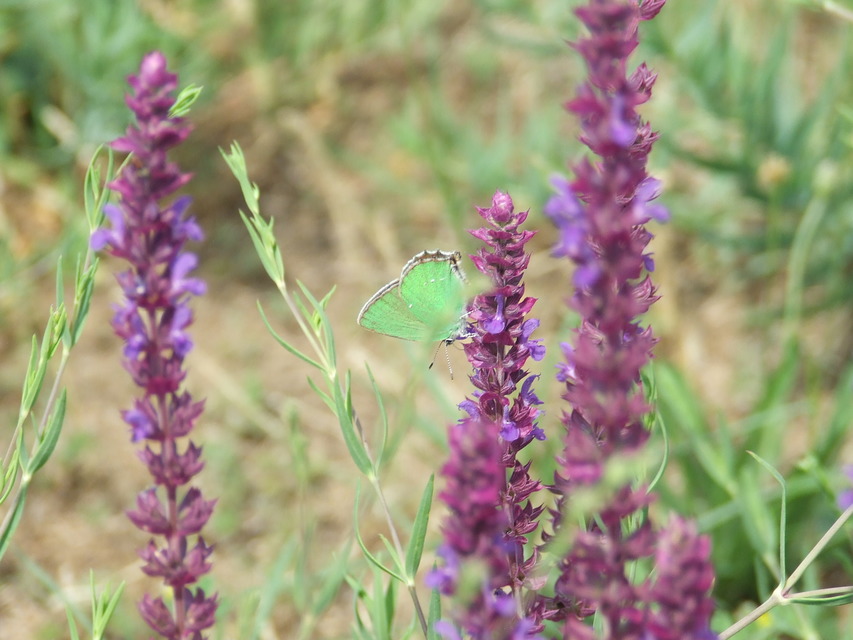 Callophrys rubi - zöldfonákú lepke