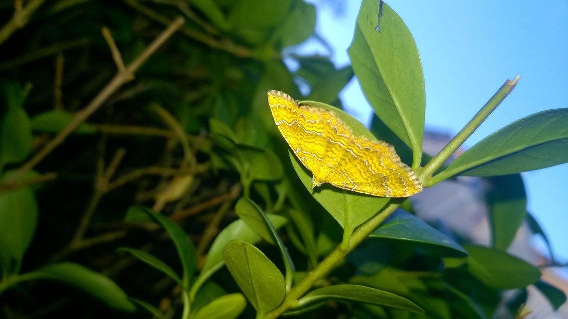 Camptogramma bilineata - kétvonalas sávosaraszoló