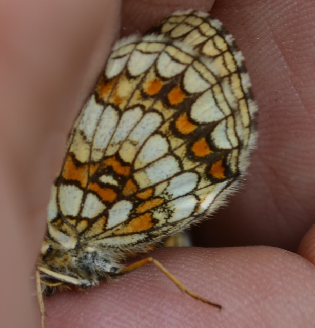Melitaea aurelia - recés tarkalepke
